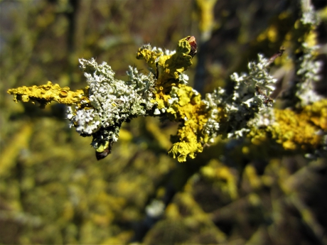 Kleurige korstmossen op een Meidoorn.