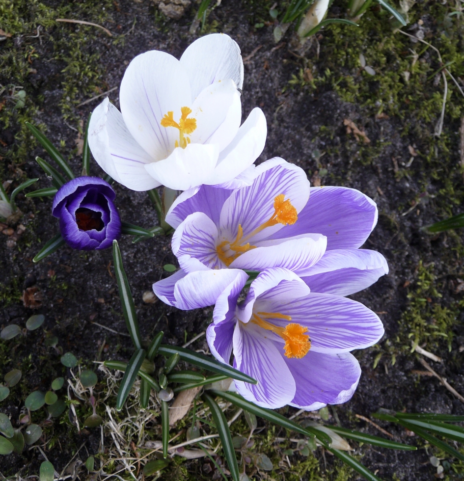 Alle kleuren! - Planten - 