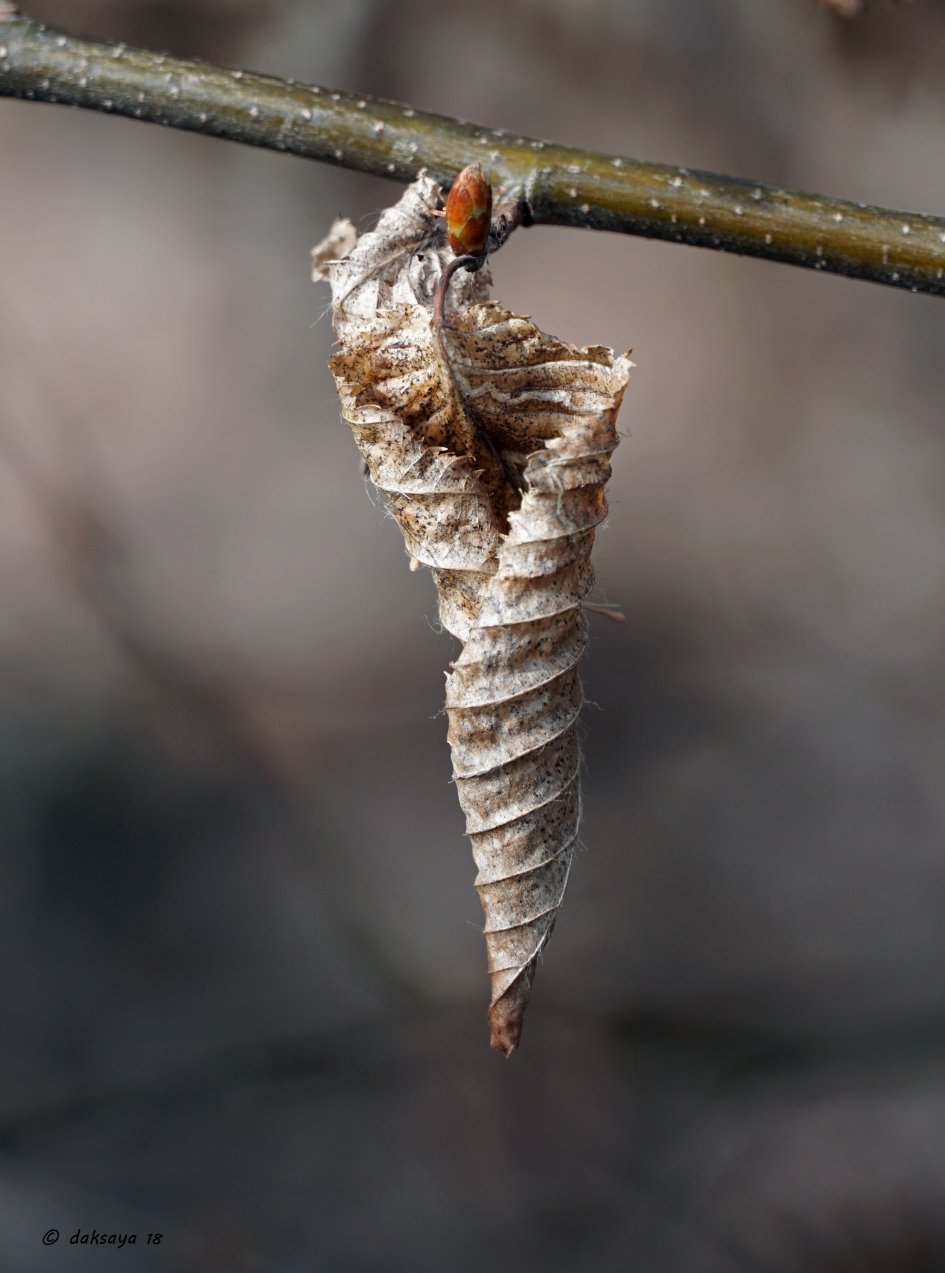 Als een frietzakje... - Planten - 