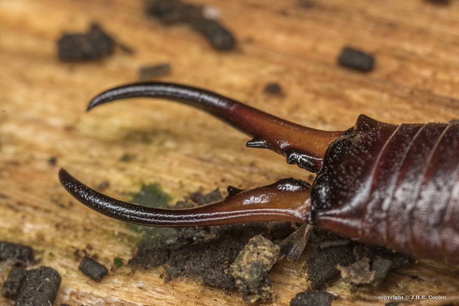 Angstbeeld - Geleedpotigen - Oorworm