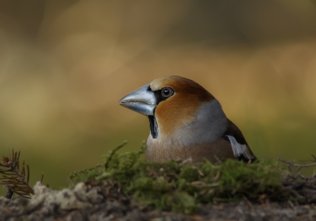 Appelvink