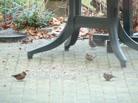 Appelvinken in onze tuin midden in het dorp.