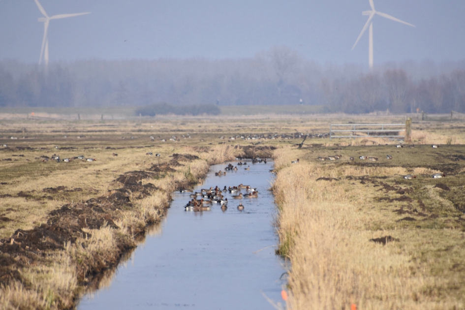 Arkemheen polder - Vogels - 