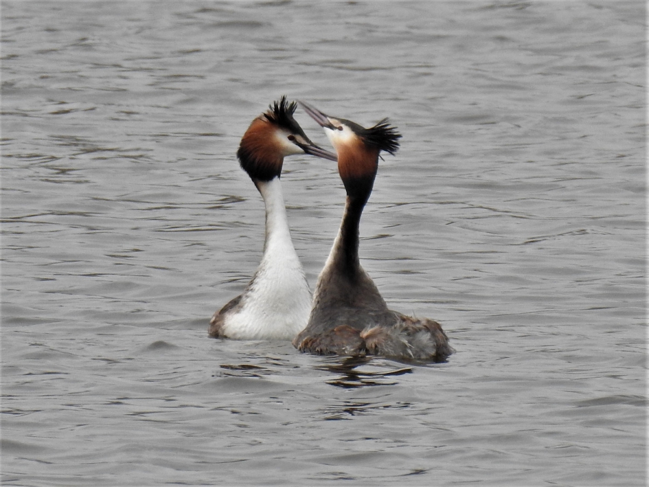 Baltsende futen - Vogels - Fuut