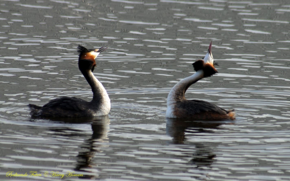 Baltsende Futen - Vogels - Baltsende Futen