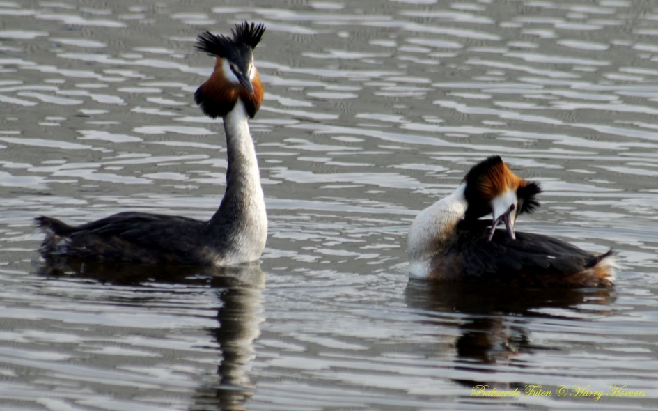 Baltsende Futen - Vogels - Baltsende Futen