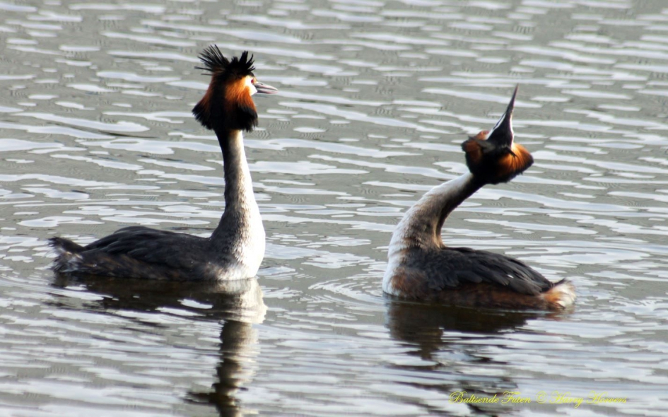 Baltsende Futen - Vogels - Baltsende Futen