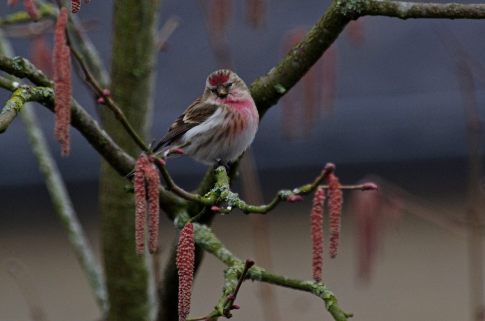 Barmsijs in de tuin - Vogels - Barmsijs