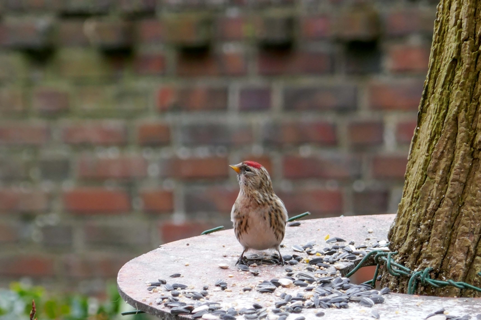barmsijs op voedertafel - Vogels - barmsijs