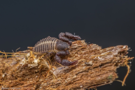 Bastaard- of pseudoschorpioen