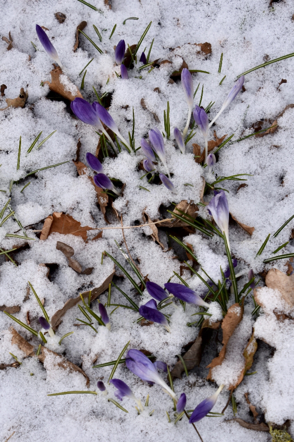 Bedekt door de sneeuw - Planten - 