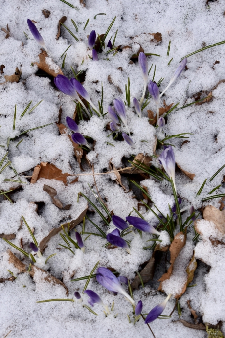 Bedekt door de sneeuw