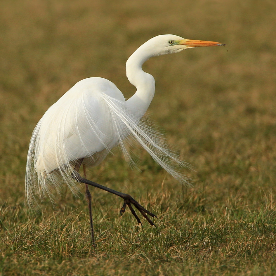 Beentje - Vogels - Grote Zilverreiger