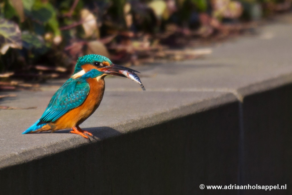 beet - Vogels - IJsvogel