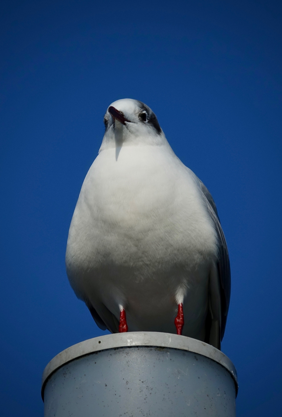 Bekeken - Vogels - Kokmeeuw