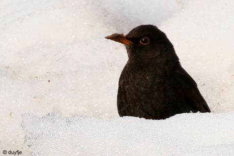 Ben ik hier op de Zuidpool?