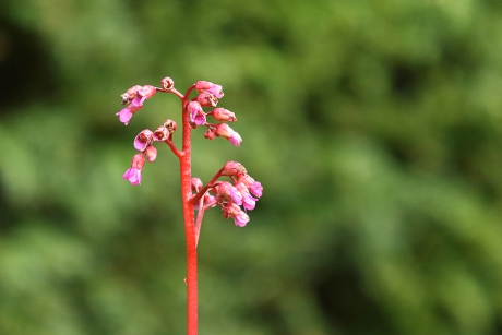 bergenia spec.