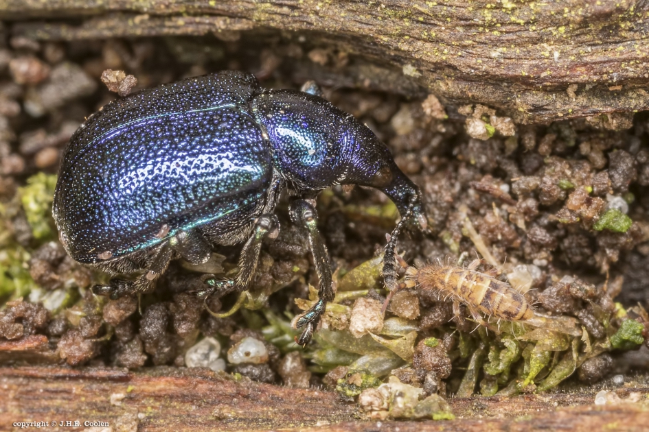 Berkensigarenmaker - Geleedpotigen - Berkensigarenmaker