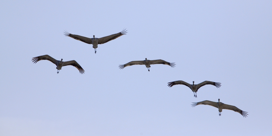 Beter vijf Kranen in de lucht  ... - Vogels - Kraanvogel
