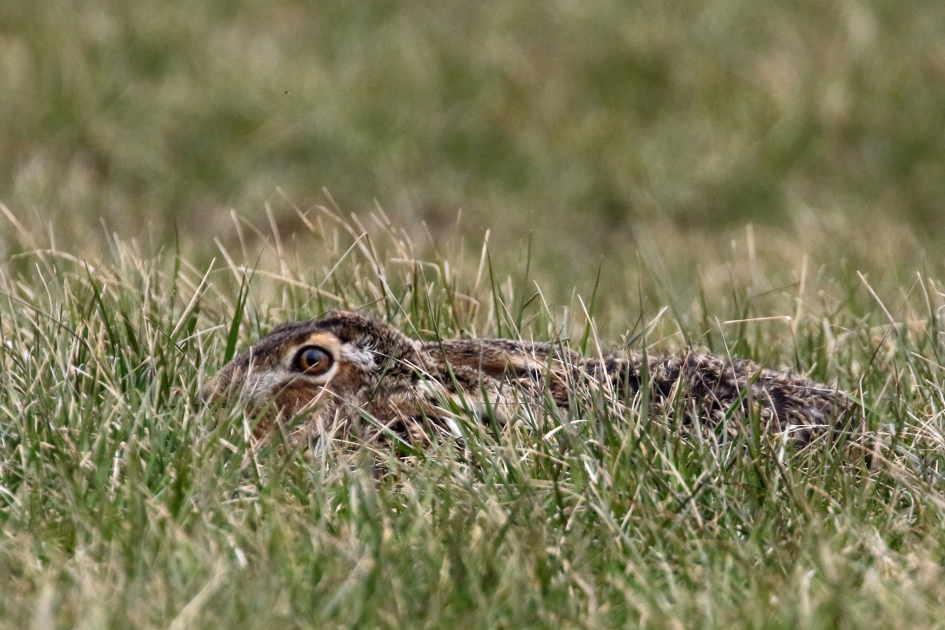 Betrapt! - Zoogdieren - Haas