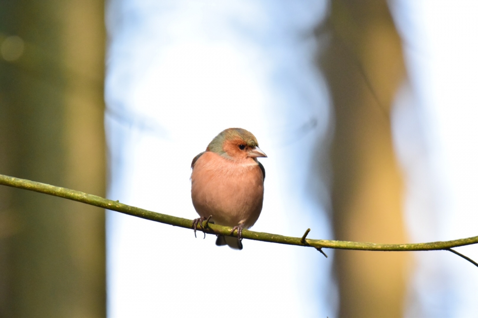 Birdy - Vogels - 