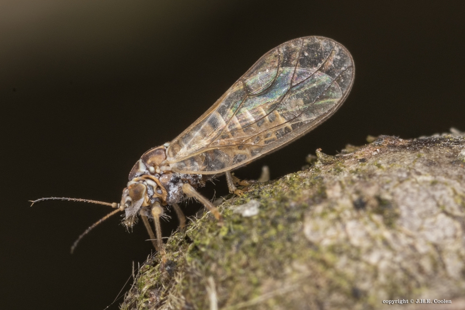 Bladvlo - Geleedpotigen - Bladvlo