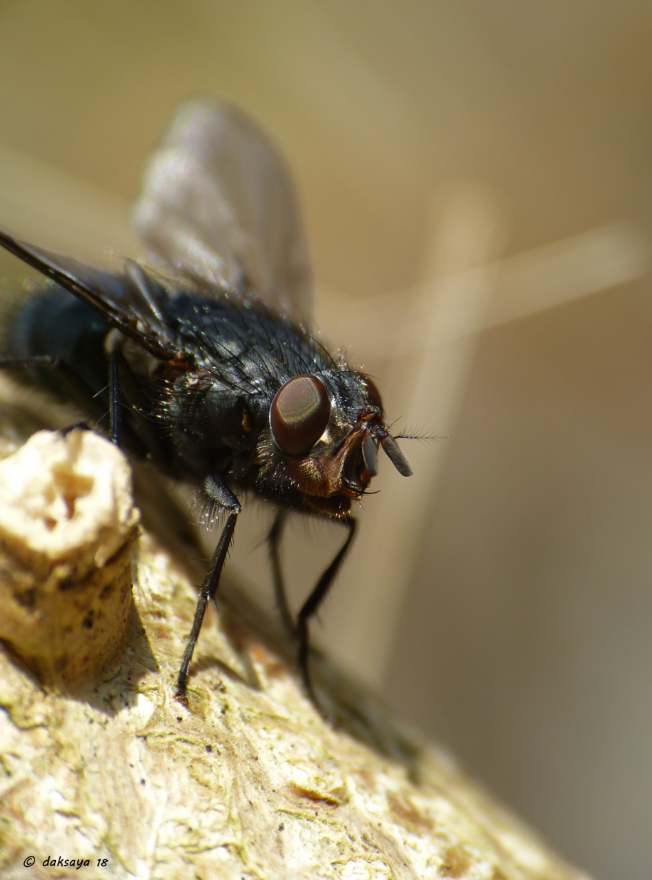 Blauwe bromvlieg - Geleedpotigen - 