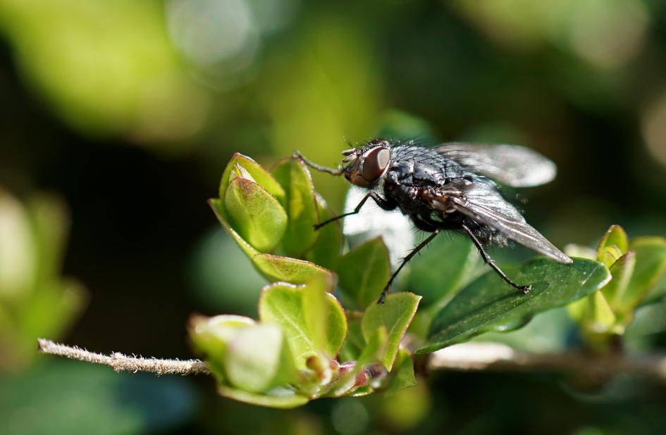 Blauwe bromvlieg - Geleedpotigen - 