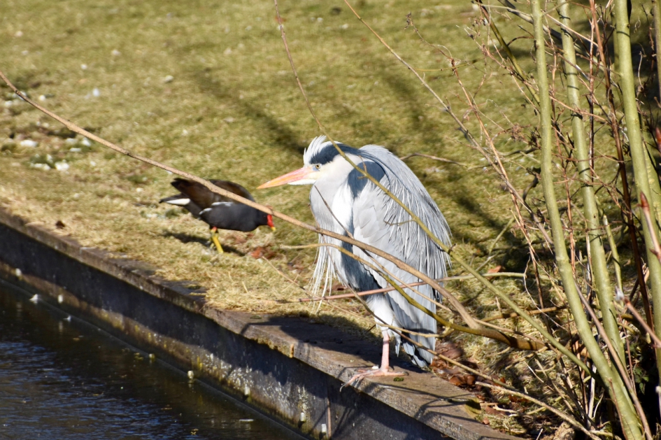 Blauwe reiger - Vogels - 