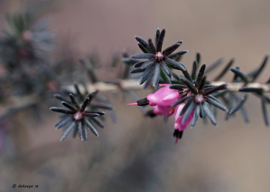Bloeiende winterheide - Planten - 