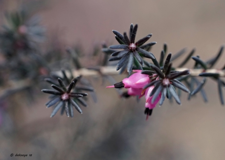 Bloeiende winterheide