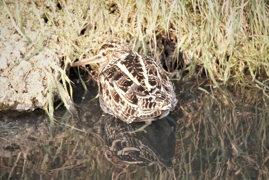 Bokje - Vogels - Bokje