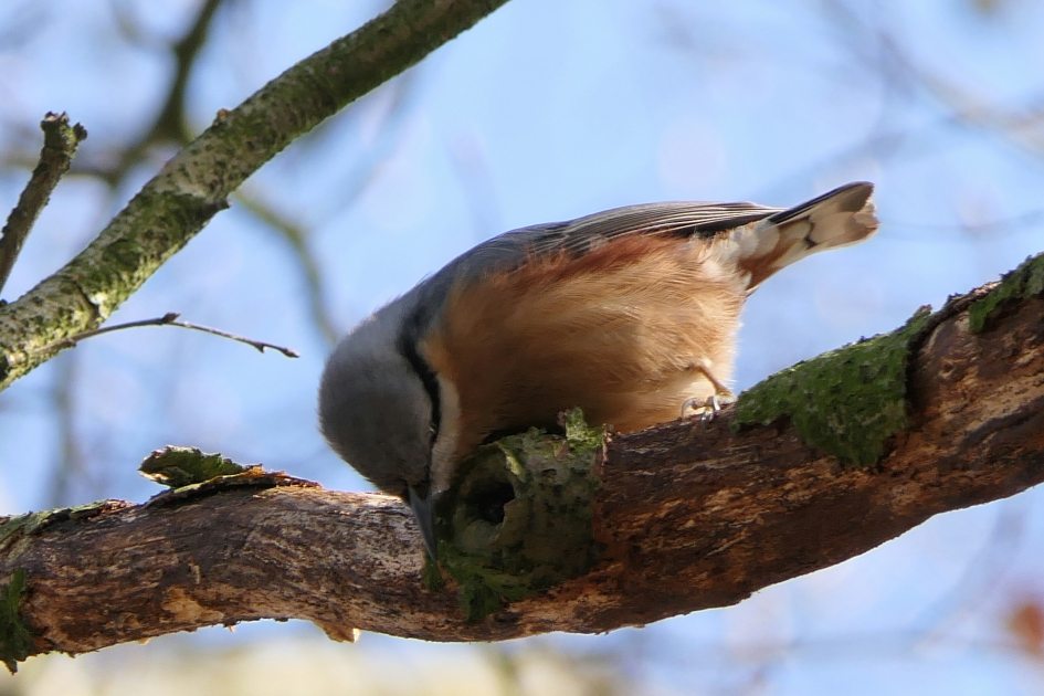 Boomklever - Vogels - Boomklever