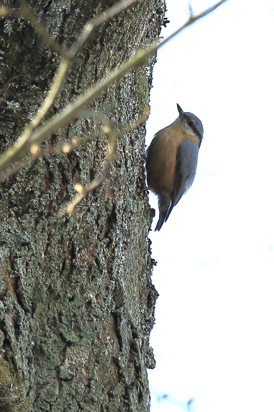 boomklever - Vogels - 