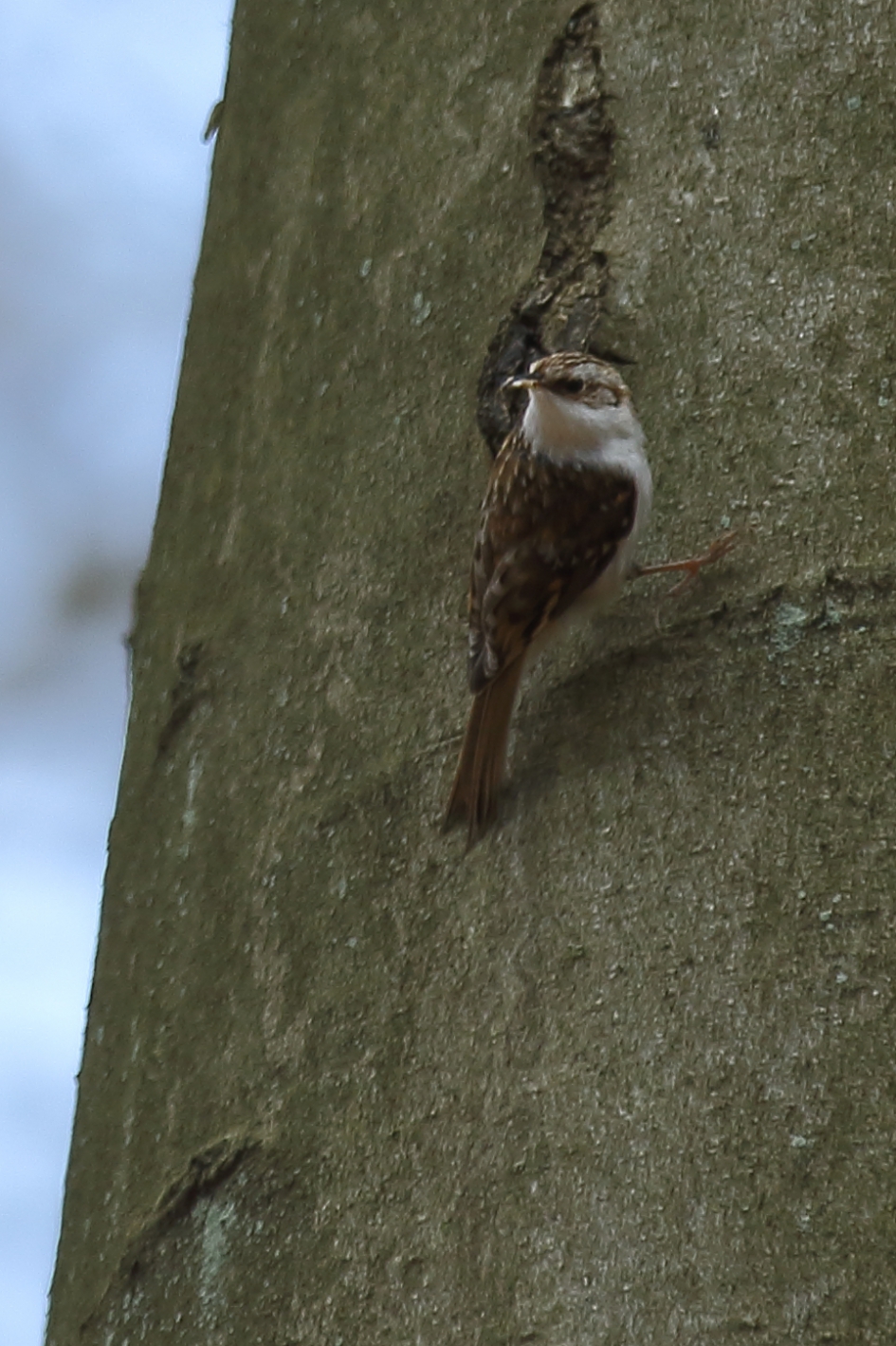 boomkruiper - Vogels - 