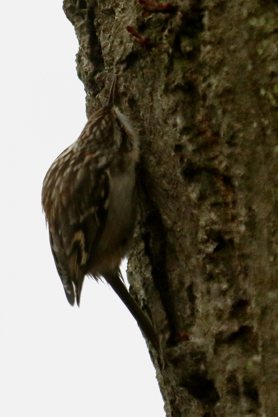 boomkruiper - Vogels - 