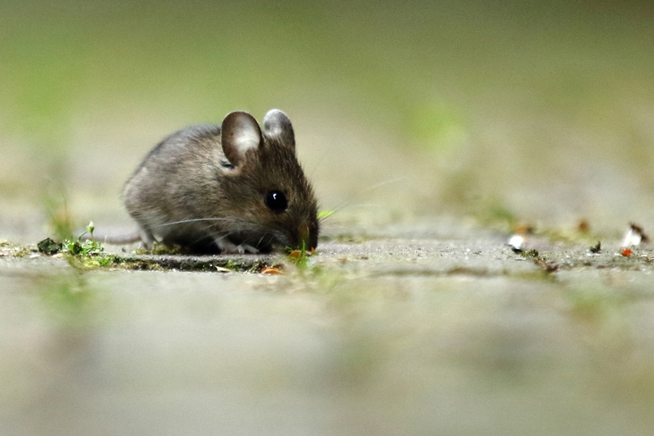 bosmuis - Zoogdieren - 