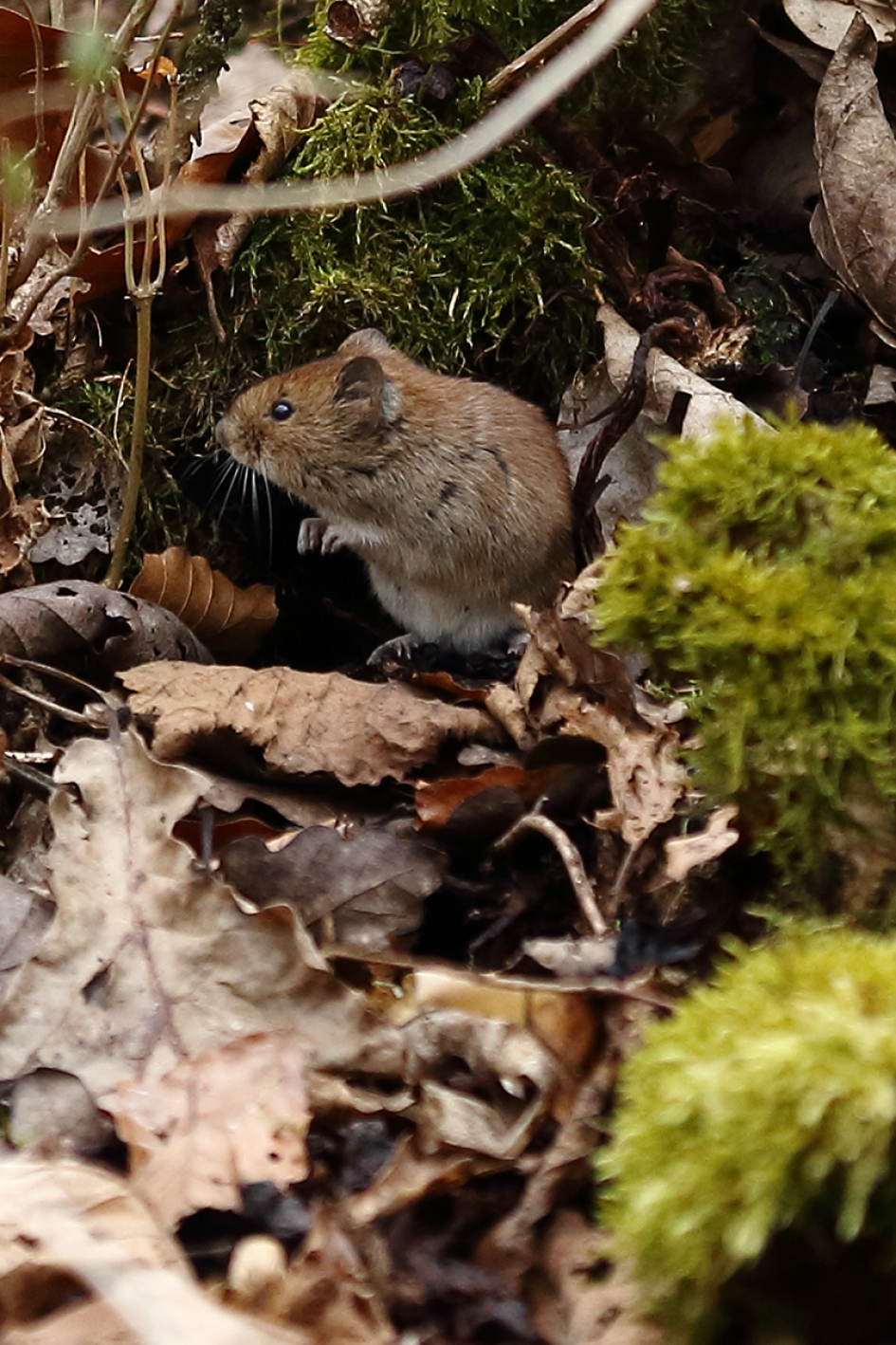 bosmuis - Zoogdieren - 