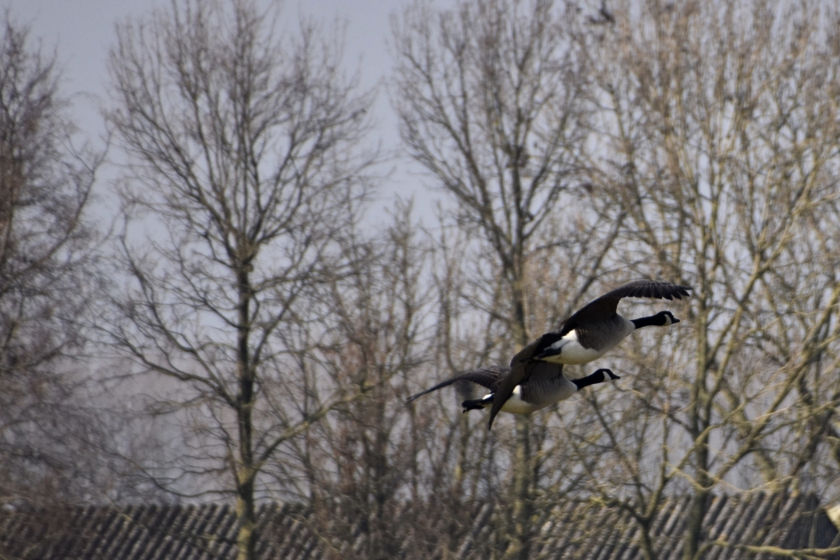 Brandganzen - Vogels - 