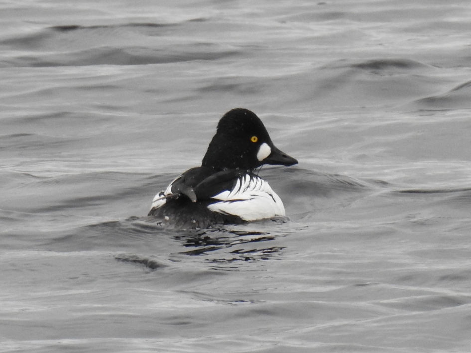 Brilduiker in de Engbertdijksvenen - Vogels - Brilduiker