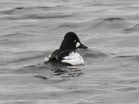Brilduiker in de Engbertdijksvenen