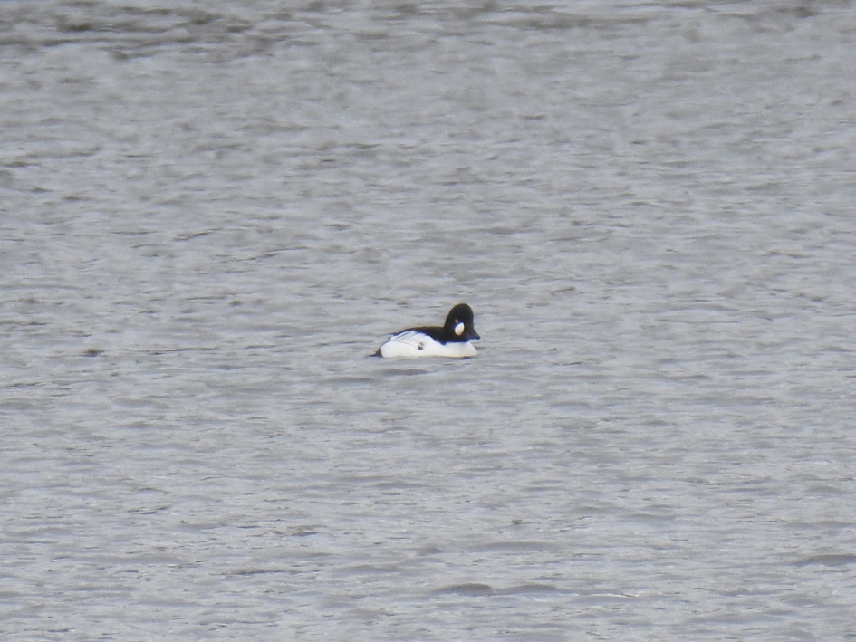 Brilduiker in de verte - Vogels - Brilduiker