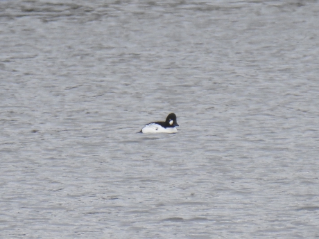 Brilduiker in de verte