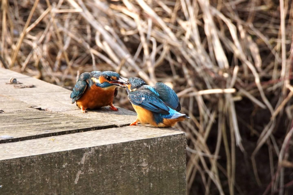 Brood nijd - Vogels - Ijsvogel