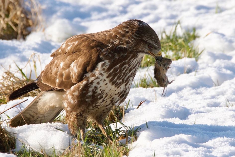 Buizerd eet muis - Vogels - Buizerd
