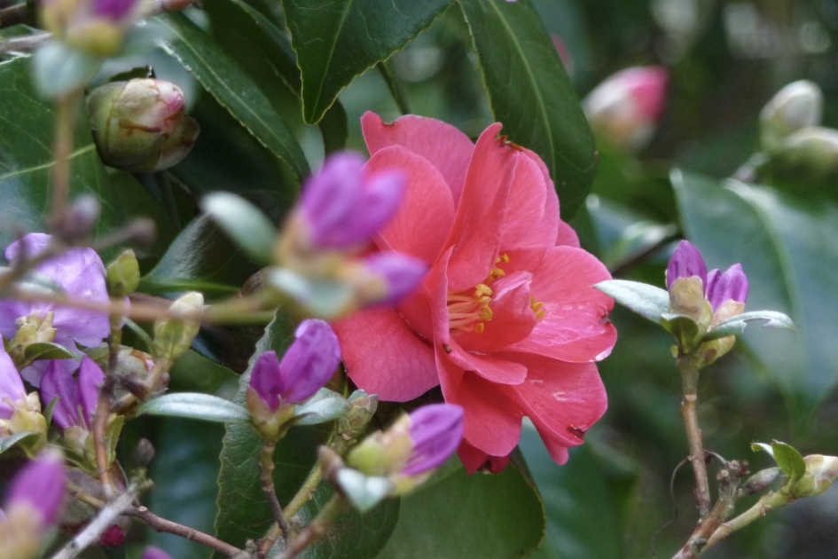 Camelia - Planten - 