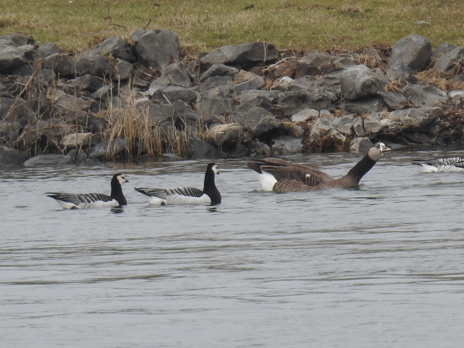 Canadese gans geflankeerd door twee brandganzen - Vogels - Canadese gans en brandganzen