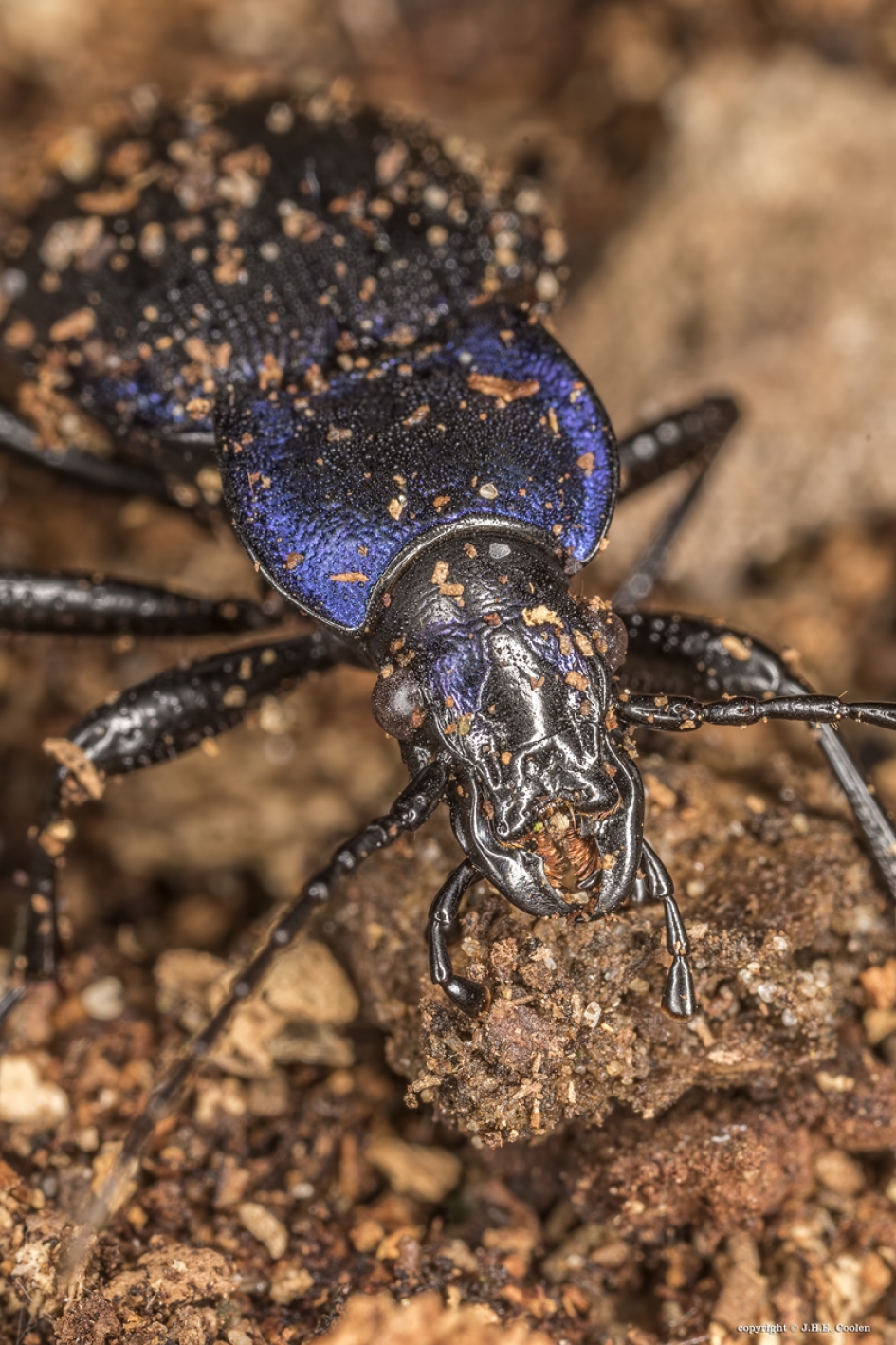 Carabus problematicus (Korrelschallebijter) - Geleedpotigen - Korrelschallebijter