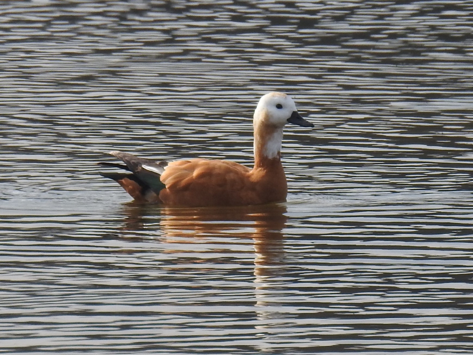 Casarca - Vogels - Casarca