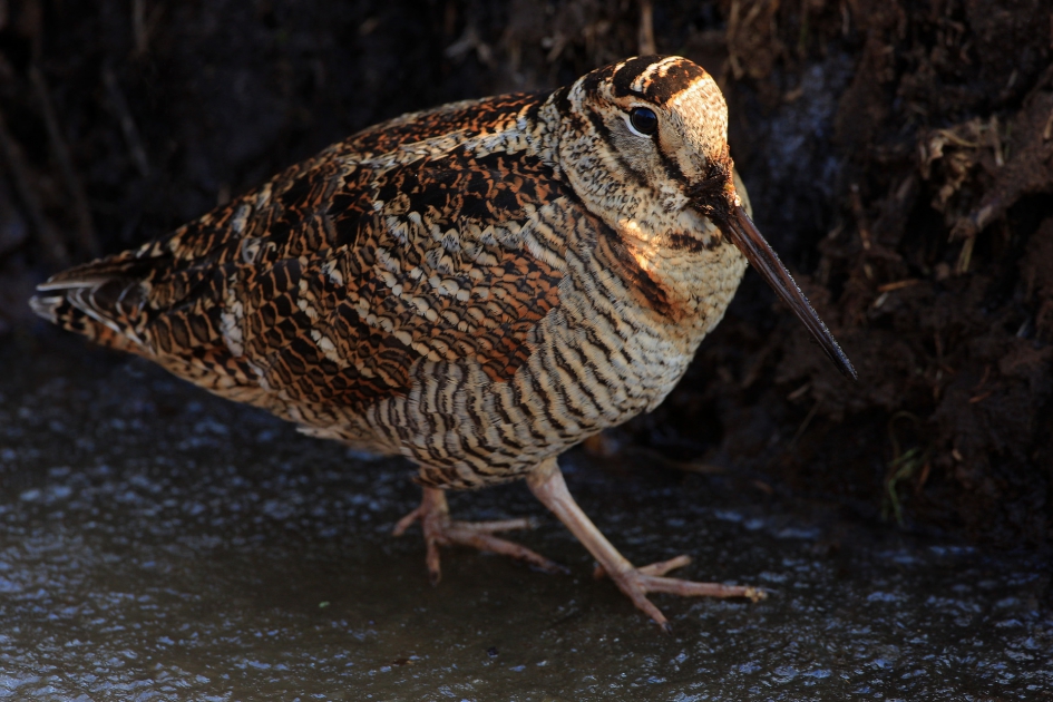 Close to me ... - Vogels - Houtsnip